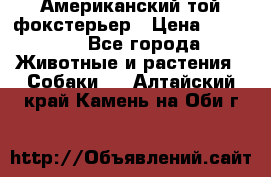 Американский той фокстерьер › Цена ­ 25 000 - Все города Животные и растения » Собаки   . Алтайский край,Камень-на-Оби г.